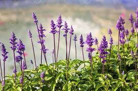 Salvia bleu